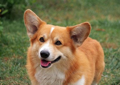 Welsh Corgi Pembroke - Charakter - Wesen | Hunde-fan.de