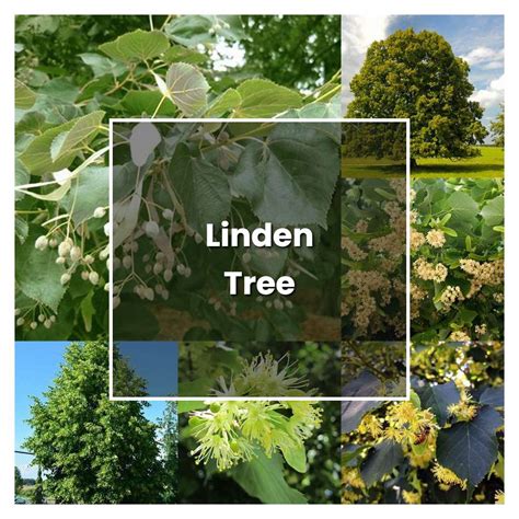 How To Grow Linden Tree Plant Care And Tips Norwichgardener