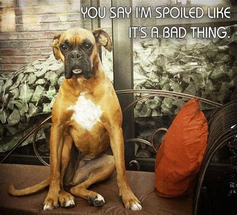50 Cute Pictures Of Puppies And Dogs With Incredibly Funny