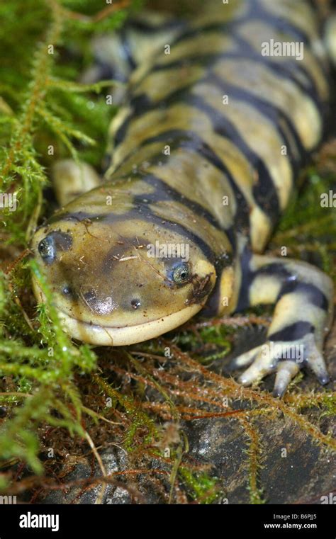 Ambystoma Mavortium Tigrinum Barred Tiger Salamander Stock Photo Alamy