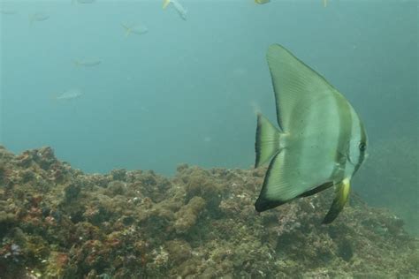The Longfin Spadefish Whats That Fish