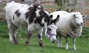 How Dotty The Donkey Saved Stanley The Sheep From Mauling