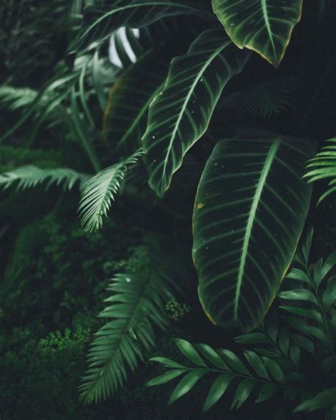 Plant Aesthetic Laptop Wallpapers On Wallpaperdog