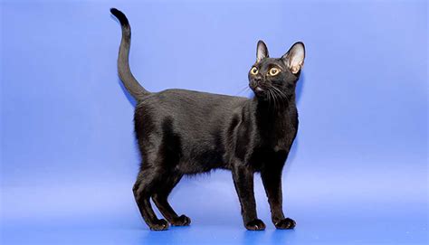 Bombay Cat Breed Information And Facts Pictures Pets Feed
