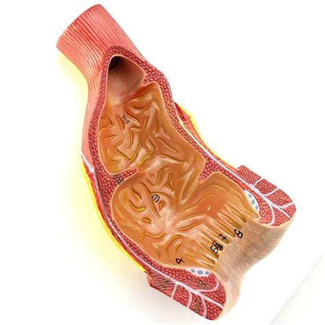 Buy Human Rectum Anal Canal And Anus Structure Anatomical Model Anatomical Rectum Organ Model