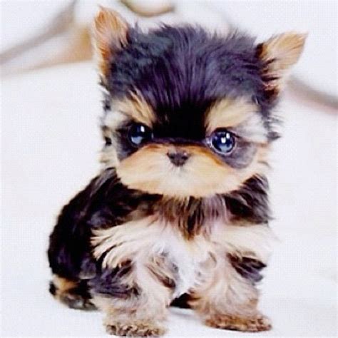 Baby Teacup Yorkie Baby Animals Animals Cute Dogs