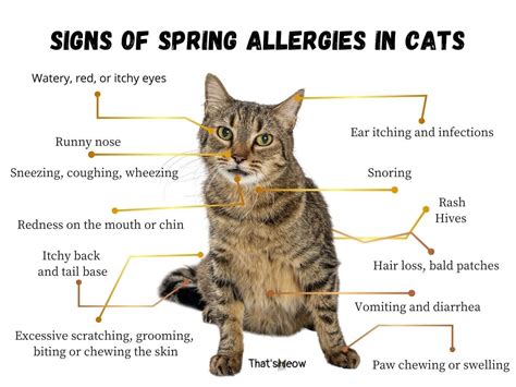 Can Cats Have Seasonal Allergies Yes Find Out The Symptoms