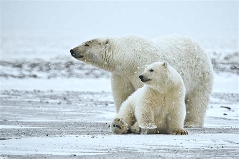 Polar Bears Ftw Conservation