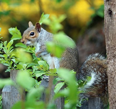 Closeup Brown Squirrel Wooden Surface Grey Fur Cute Mammal
