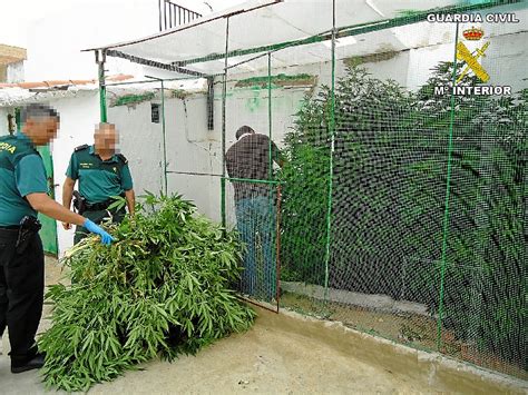 Descubren Una Plantación De Marihuana En Un Domicilio De Aljaraque
