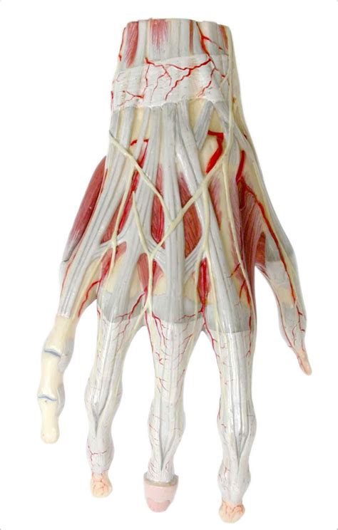 Adducts & flexes the arm (humerus). Posterior aspect of tendons and muscles of the right hand | Flickr