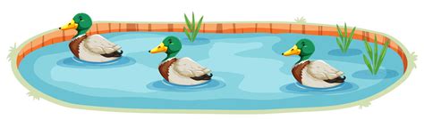 An Isolated Duck Pond Vector Art At Vecteezy