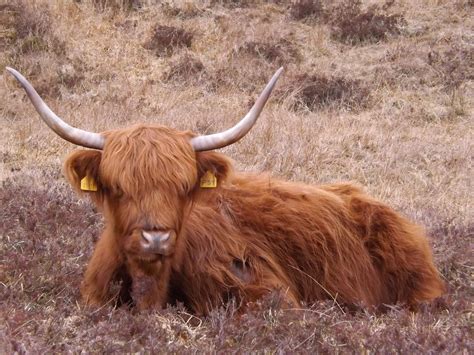 Highland Coo Highland Cow Cow Highland Cattle