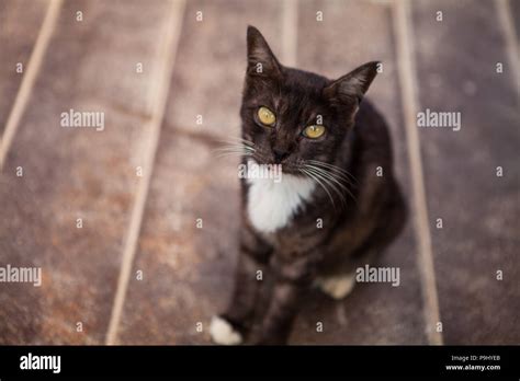 A Cat Stares At The Camera With Its Tongue Poking Out Stock Photo Alamy