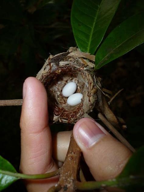 May 06, 2021 · hummingbird babies hatch from really, really tiny eggs. Bee Hummingbird | The Birds of Cuba