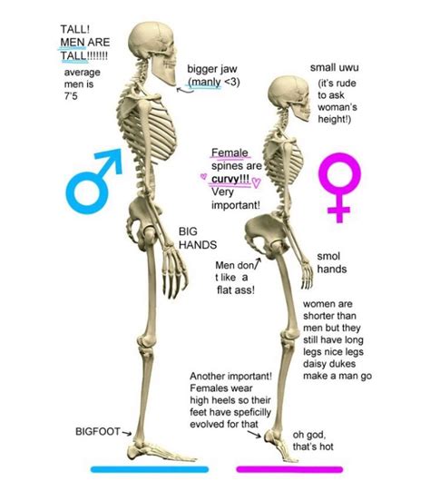Male Vs Female Anatomy Badmensanatomy