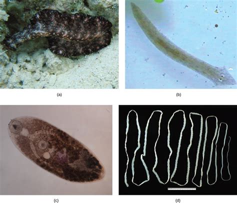Flatworms Nematodes And Arthropods Openstax Concepts Of Biology