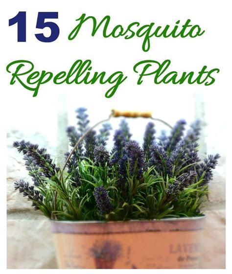 Mosquito Repelling Plants How To Keep Mosquitoes Out Of Your Yard