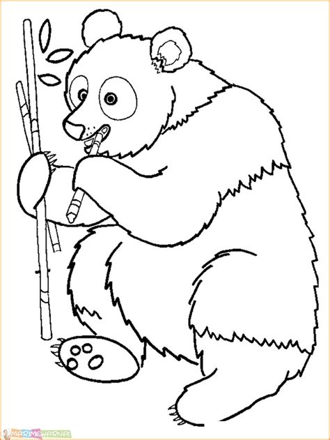 Sketsa Gambar Beruang Kutub Dan Imagesee