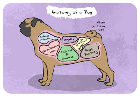 Anatomy Of A Pug Ts Pug Ts For Pet Lovers Pug Ts Animal Lover