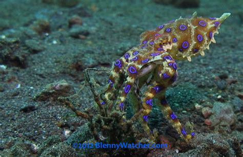 Blue Ringed Octopus Catches Crab Blenny Watcher