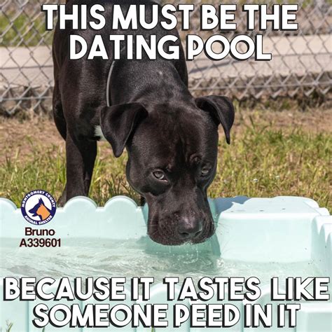 See The Hilarious Memes This Texas Shelter Uses To Help Dogs Find