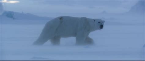 Polar Bear Trailer English Hd Video Dailymotion