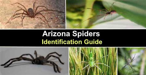 Types Of Arizona Spiders With Pictures Identification Guide