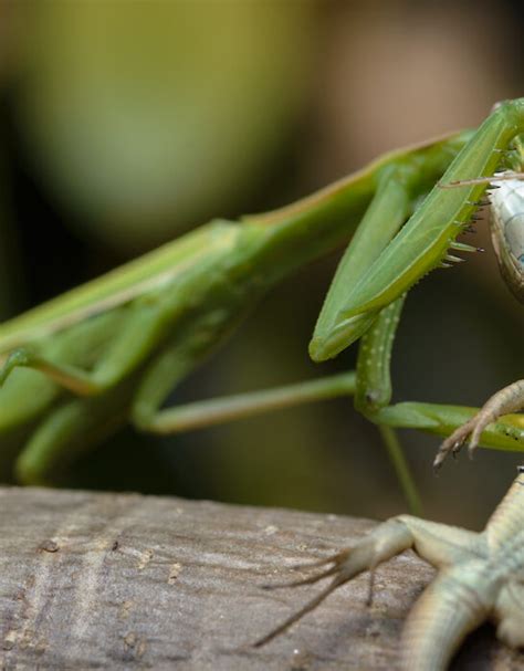 Praying Mantis Archives Exploration Squared