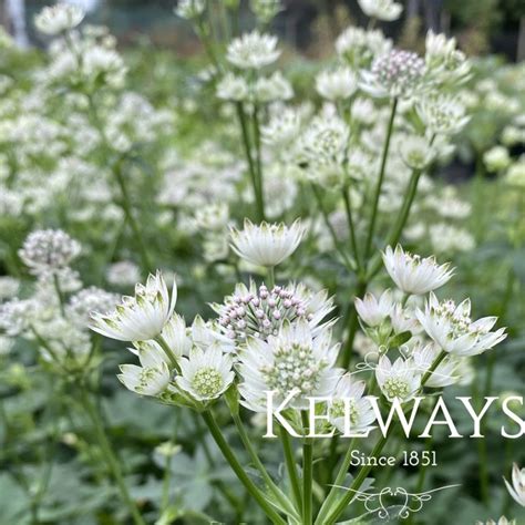 Astrantia Major Star Of Billion Kelways Plants Ltd