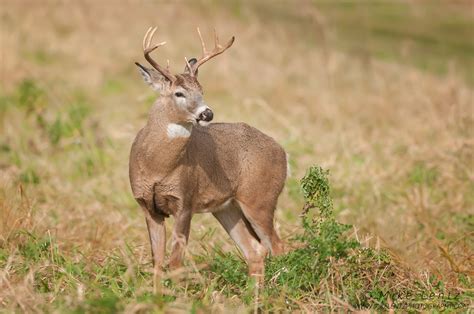 White Tailed Deer Mike Lentz Nature Photography