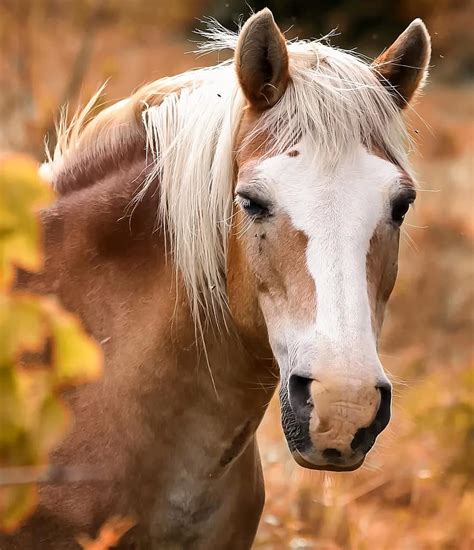 Foal Horse Young Prairie Breeding Horses Animal Irich Cob Pikist