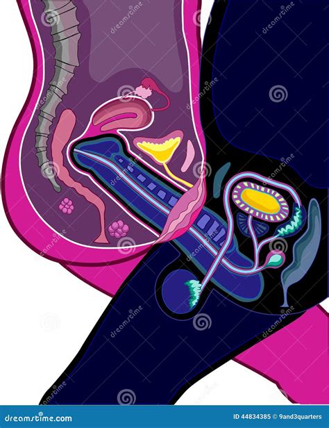Reproductieve Anatomie Vector Illustratie Illustration Of Betrekkingen 44834385