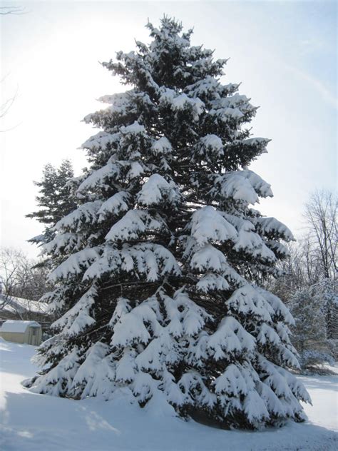 Snow Covered Pine Tree By Lark Catalpa Royal8 On Deviantart