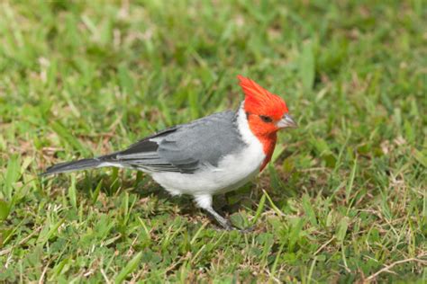 Redcrested Cardinal Stock Photo Download Image Now Istock
