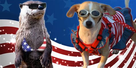 Happy 4th of july jokes 2019. Insanely Cute Patriotic Animals | YAYOMG!