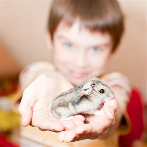 Kid With Hamster Stock Photo Image Of Object Holding 14439078