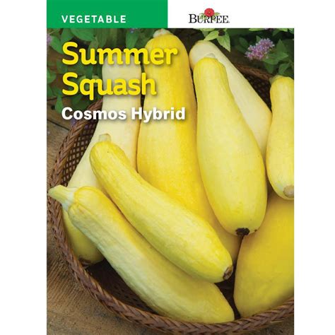 Burpee Squash Summer Cosmos Hybrid Seed 69294 The Home Depot