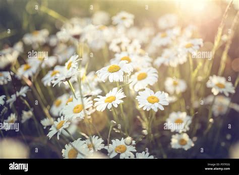 Field Of Daisy Flowers Against The Sun Background Stock Photo Alamy