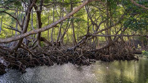 6 Reasons For Restoring And Protecting Mangroves The Pew Charitable