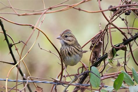 Tips On Finding And Identifying Sparrows Of The Piedmont By David Shoch