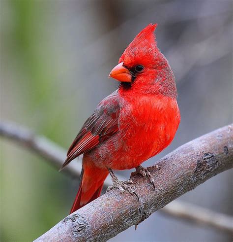 Red Cardinal Most Beautiful Birds Beautiful Birds Animals Beautiful