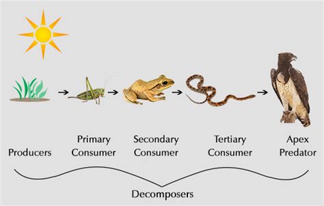 The trophic level of an organism is the position it occupies in a food chain. What's the Difference Between Food Chain and Food Web?