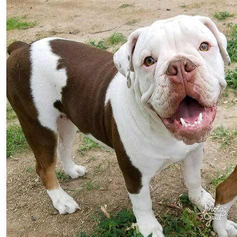 Olde English Bulldogge Puppies For Sale Chino Valley Az 238535