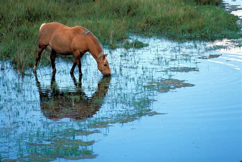 Horse Drinking From A Ranch Pond Top Stock World Images