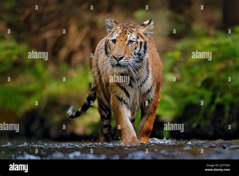 Amur Tiger Running In The Water Siberia Dangerous Animal Tajga