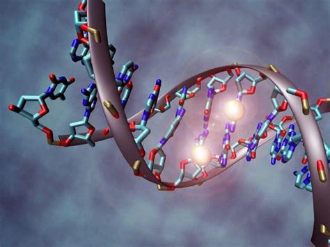 la replicación del adn estructura fases y enzimas implicadas yubrain