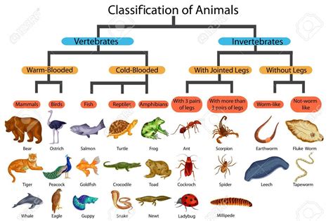 Classification Of Animals Kingdom Phylum