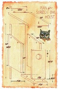 You can help the owl house wiki by expanding it. How to build a nest box for the Western Screech-owl ...