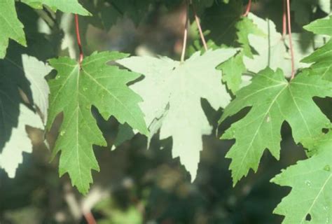 Silver Maple Leaves Flnps